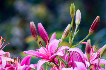 Fototapeta premium A photo of chrysanthemums in an autumn garden. These flowers sometimes called mums or chrysanths, are flowering plants of the family Asteraceae. Selective focus.