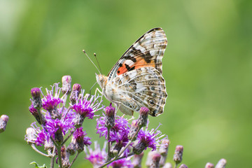 Butterfly 2019-118 / Painted Lady (Vanessa cardui)