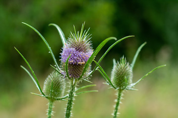 planta cardo lila con hojas verdes
