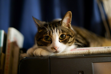 猫 © makieni