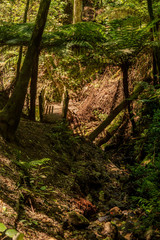 Obraz premium Bridge path on Central Park in Wellington, New Zealand