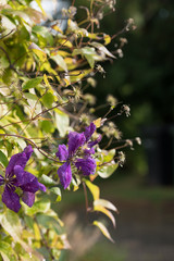 Clematis Plant Backlit by Sun