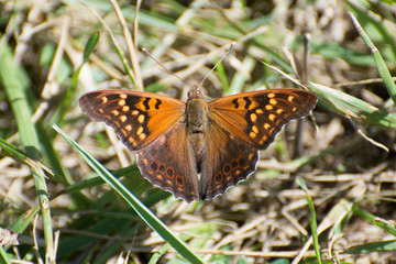 Butterfly 2019-121 / Hackberry Emperor Butterfly (Asterocampa celtis)