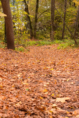 Trail winding through a forest. Golden forest landscape setting during the autumn season. The fallen foliage.