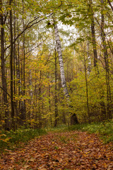 Obraz premium Trail winding through a forest. Golden forest landscape setting during the autumn season. The fallen foliage.