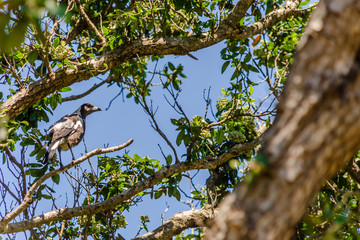 An Australian magpie on a tree trunk in Wellington, New Zealand.