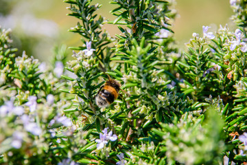 Bumblebee collecting pollen from rosemary flower