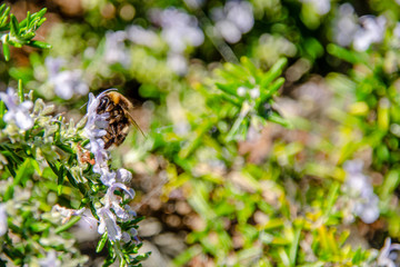 Bumblebee collecting pollen from rosemary flower