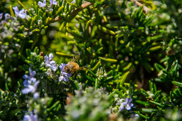 Bumblebee collecting pollen from rosemary flower
