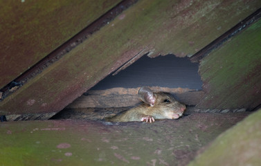 The ship rat, roof rat, or house rat peeps out of a hole in the roof