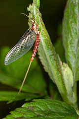 Mayfly on a plant, the Cetina River, Croatia