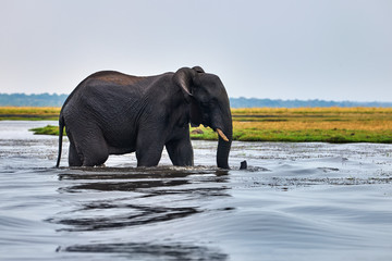 Fototapeta na wymiar Elephant (Loxodonta africana) crossing a river in Africa.