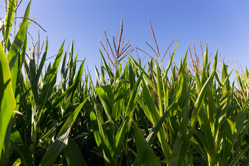 Detail of the Maize Field