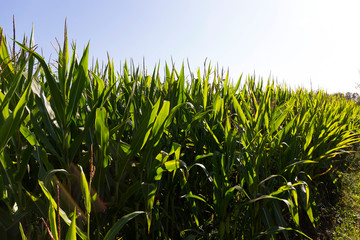 Fototapeta premium Detail of the Maize Field
