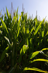 Obraz premium Detail of the Maize Field