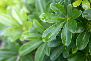 Close Up green leaf under sunlight in the garden. Natural background with copy space.