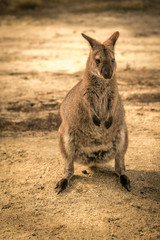 Wallaby at Flinders Island, Australia