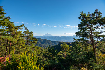 Mount Fuji, the World Heritage. Beautiful scenery view, pine forests in foreground, blue sky and white clouds in background. Shosenkyo observation station, Kofu City, Yamanashi Prefecture, Japan