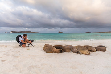 Fototapeta na wymiar Animal wildlife nature photographer tourist photographing Galapagos Sea Lion in sand lying on beach on Gardner Bay Beach, Espanola Island, Galapagos Islands, Ecuador, South America.