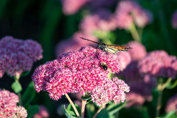 butterfly on flower