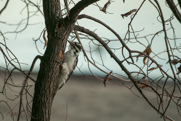 woodpecker on tree