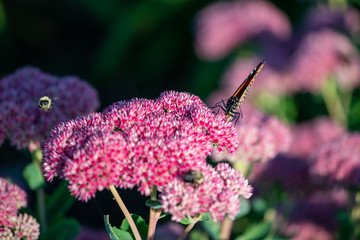 butterfly on pink flower