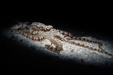 Mimic Octopus