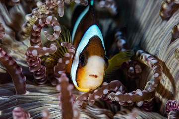 Anemone Fish