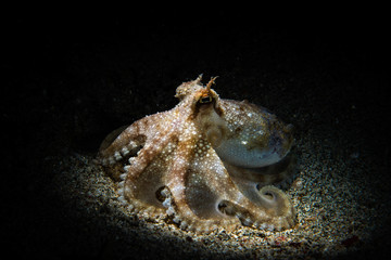 Coconut Octopus