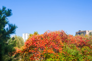 Autumn red and yellow colors of the Rhus typhina, Staghorn sumac, Anacardiaceae, leaves of sumac on blue sky.