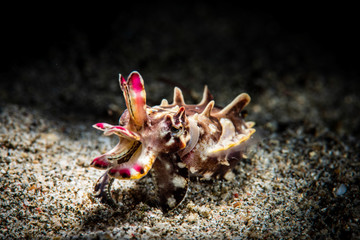 Flamboyant Cuttlefish Hunting