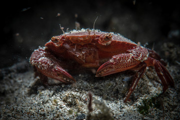 Sand Crab