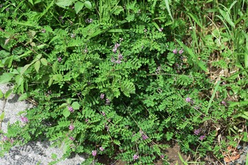 False Indigo flowers / False Indigo is a leguminous deciduous shrub that blooms from summer to autumn on sunny roadsides.