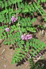 False Indigo flowers / False Indigo is a leguminous deciduous shrub that blooms from summer to autumn on sunny roadsides.