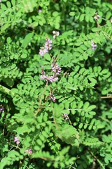 False Indigo flowers / False Indigo is a leguminous deciduous shrub that blooms from summer to autumn on sunny roadsides.