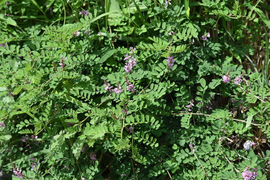 Indigofera pseudotinctoria (False Indigo ) flowers /Indigofera pseudotinctoria( False Indigo) is a leguminous deciduous shrub that blooms from summer to autumn on sunny roadsides.