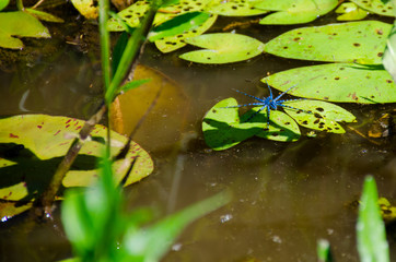 little spider on the pond