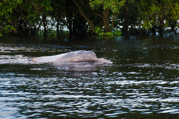 Fototapeta premium river dolphin on the water