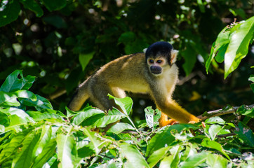 little cute monkey
