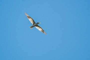 seagull flying in the blue sky