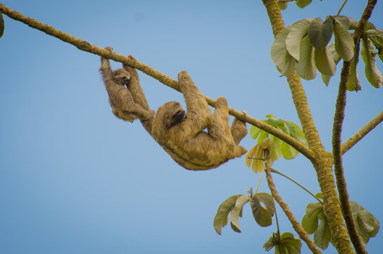 Mom And Baby Sloth