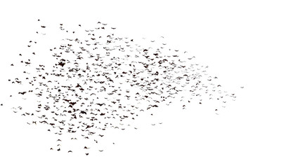 large group of flying foxes, mega bats isolated on white background
