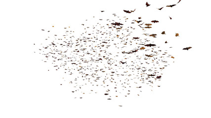 Obraz premium large group of flying foxes, mega bats isolated on white background