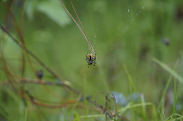 Aracnido