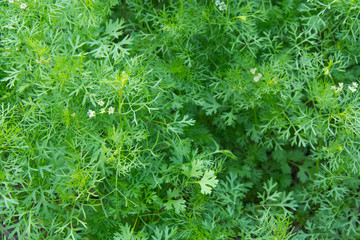 Coriander