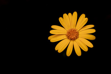 The flowers are delicate, it is in the details that we see their beauty.