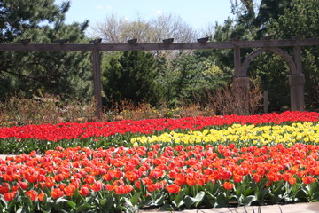 Obraz premium field of tulips