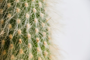 Cactus with white fluffy needles. Beautiful cactus close-up