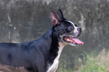 Boston terrier posing in the park. Dog in green grass.