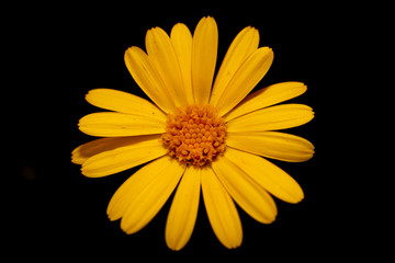 Yellow flower